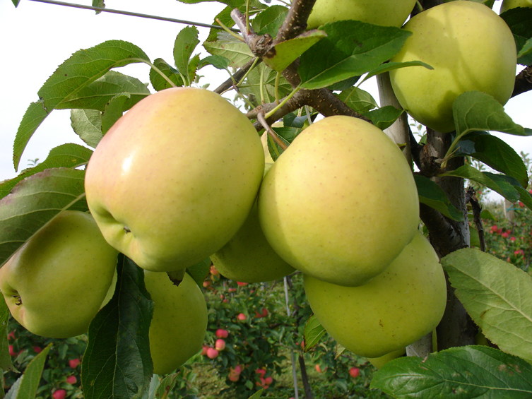 Herbstangebote Golden